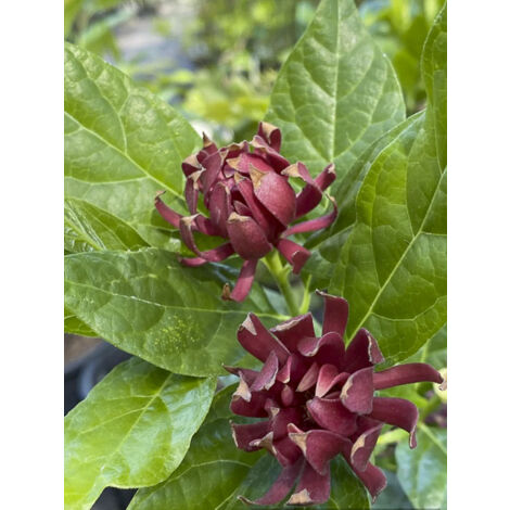 Calycanthe, Arbre Pompadour de Floride 'Michael Lindsay' Pot de 4L/5L