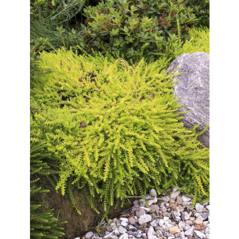 Camarine noire 'Bernstein' Pot de 10 cm/11cm