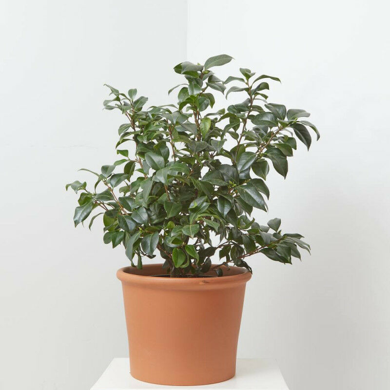 

CAMELIA - Maceta 10 litros