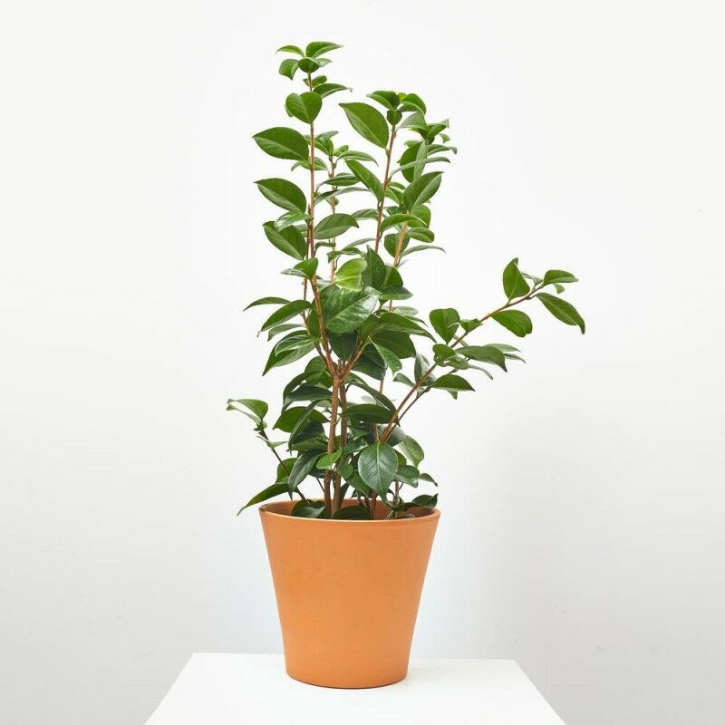

CAMELIA - Maceta 3 litros
