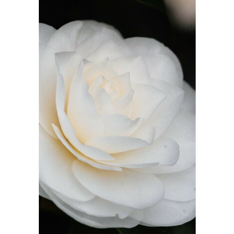 Camélia 'Alba Plena' Taille du pot - Pot de 4 Litres