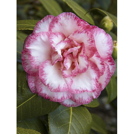 Camélia 'Betty's Beauty' Pot de 4L/5L