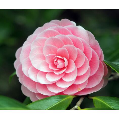 Camelia "Camellia japonica" pianta in vaso 26 cm h. 80/100 cm colori misti