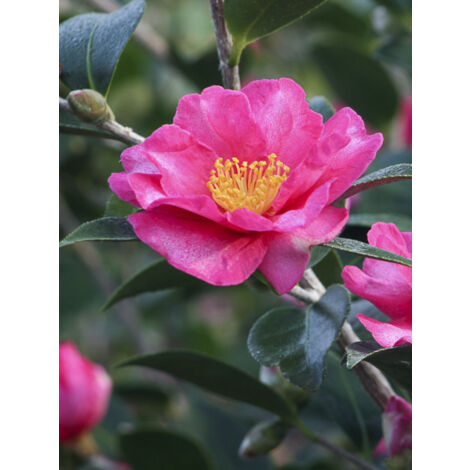 Camélia d'automne 'Kanjiro' Pot de 3L/4L