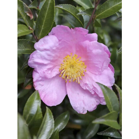 Camélia d'automne 'Plantation Pink' Pot de 4L/5L