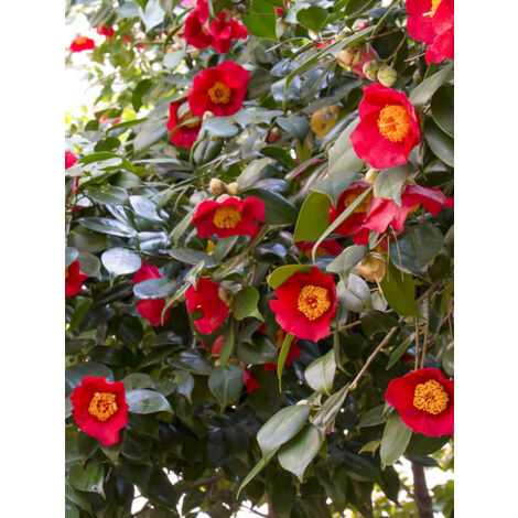 Camélia d'automne 'Yuletide' Pot de 4L/5L