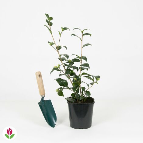 Camélia du Japon à fleurs doubles blanche - Le pot de 2 L. Hauteur livrée 35-40 cm. - Willemse