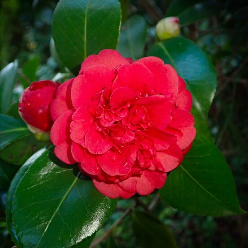 Pepinières Naudet - Camélia du Japon 'Kramer's Supreme' (Camellia Japonica Kramer's Supreme) - Godet 9cm