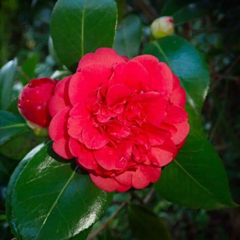 PÉPINIÈRES NAUDET Camélia du Japon 'Kramer's Supreme' (Camellia Japonica Kramer's Supreme)