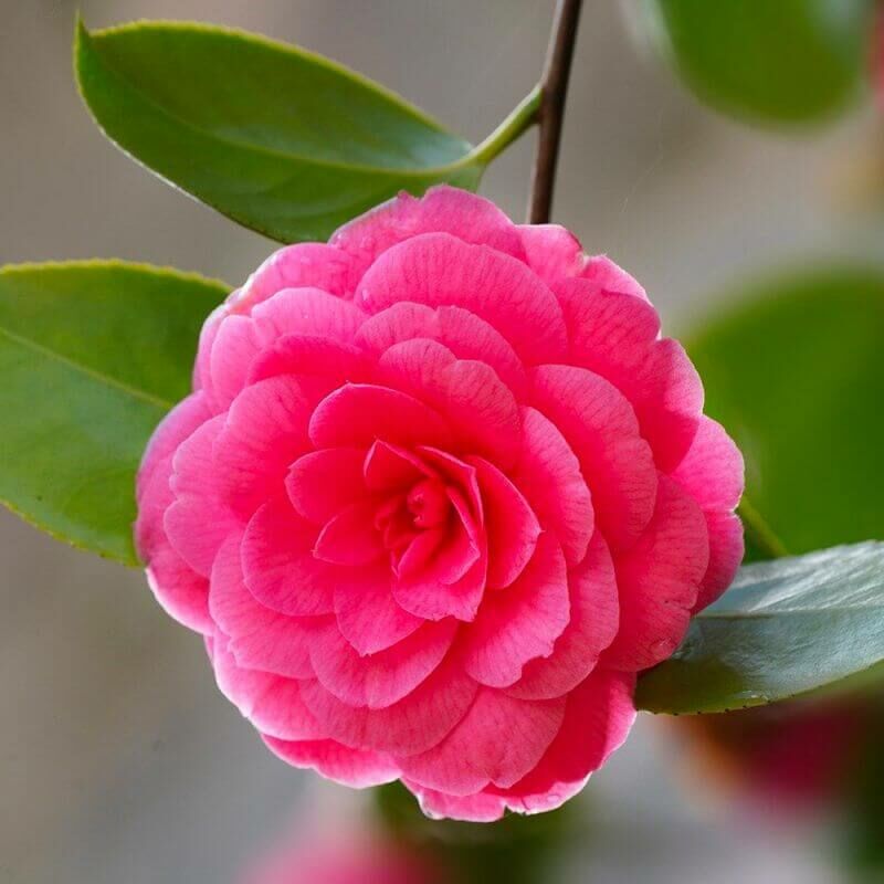 Camélia du Japon 'Madame Lebois' (Camellia japonica Madame Lebois) - Godet 9cm