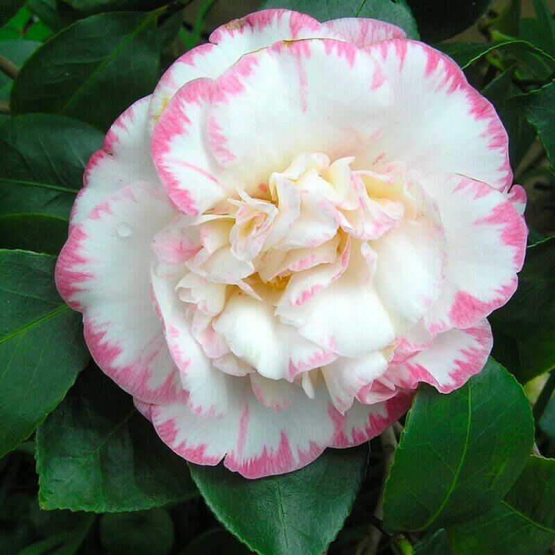 Pepinières Naudet - Camélia du Japon 'Margaret Davis' (Camellia japonica Margaret Davis) - Godet 9cm