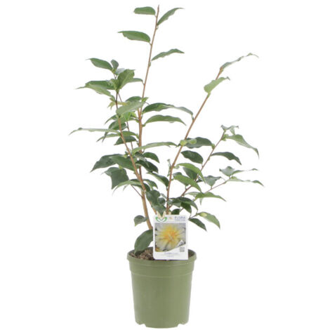 Camelia Japonica Golden Lotus - Camelie Piante Vere da Esterno - Pianta Fiorita da Giardino Balcone Terrazzo - H 70-90 cm Vaso Ø 17 cm
