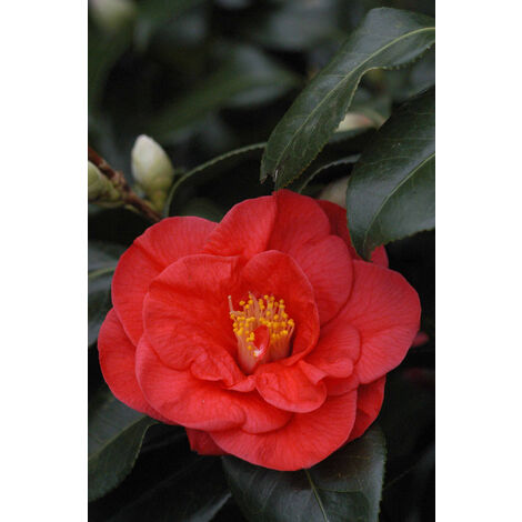 Camelia 'Jules Verne' Taille du pot - Pot de 15 Litres