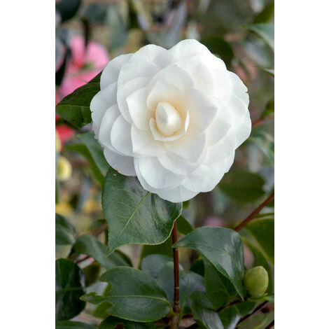 Camélia 'Nuccio's Gem' Taille du pot - Pot de 4 Litres