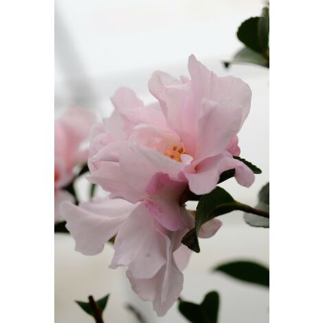 Camélia 'Petite' Taille du pot - Pot de 4 Litres