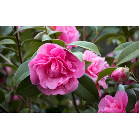 Camelia rosa "Camellia sasanqua" pianta sempreverde a cespuglio in mastello 50 litri cm h. 200 cm FOTO REALI