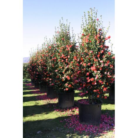 Camelia rossa "Camellia sasanqua" pianta sempreverde in mastello  80 cm h. 2,5/3 mt