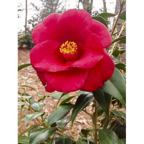 Camélia 'Royal Velvet' Pot de 4L/5L