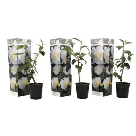Camélia - Set de 3 - Camellia japonica 'Brush Field' - Hauteur 25-40cm - ⌀9cm