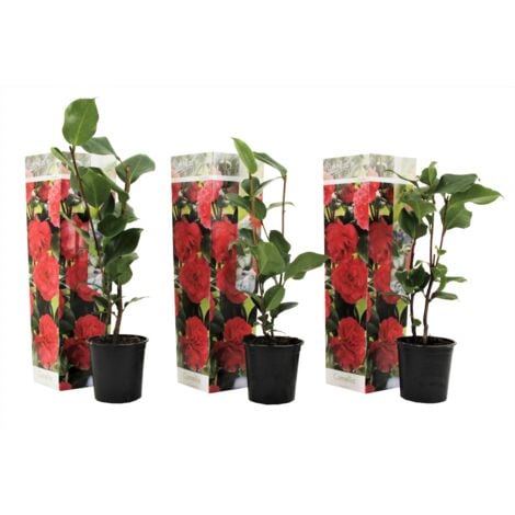 Camélia - Set de 3 - Camellia japonica 'Lady Campbell' - Hauteur 25-40cm - ⌀9cm