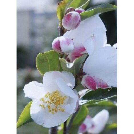 Camélia transnokoensis Pot de 4L/5L