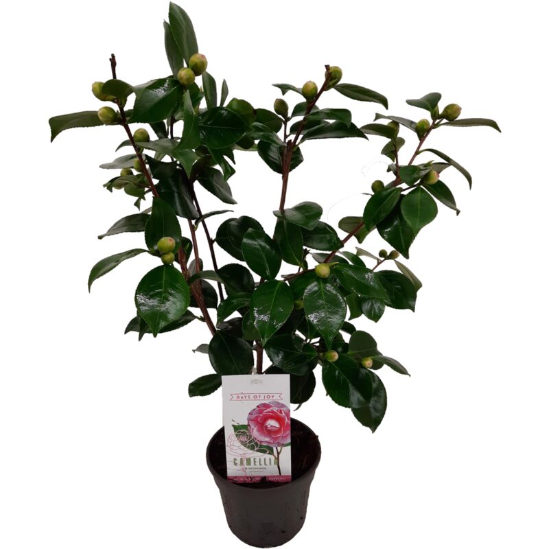 Plant In A Box - Camellia japonica 'Bonomiana' - Rose japonaise - Pot 15cm - Hauteur 50-60cm - Rose