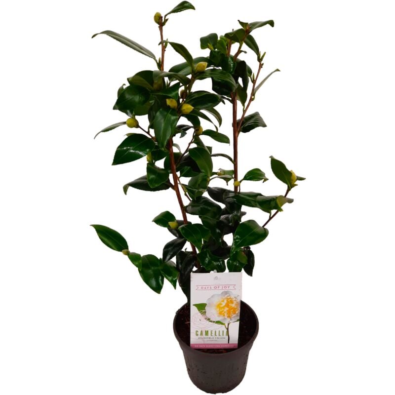 Plant In A Box - Camellia japonica 'Brushfield's Yellow' - Rose - Pot 15cm - Hauteur 50-60cm - Jaune