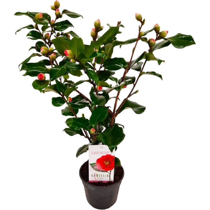 Plant In A Box - Camellia japonica 'Dr. King' - Rose japonaise - Pot 15cm - Hauteur 50-60cm - Rose