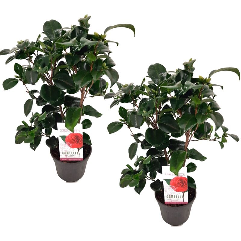 Plant In A Box - Camellia japonica 'Lady Campbell' - Set de 2 - Rose - Pot 15cm - Hauteur 50-60cm - Rouge