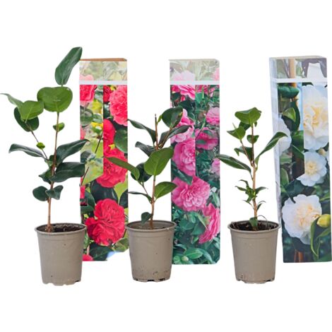Camellia Japonica - Mélange de 3 - Rouge,blanc,rose - Pot 9cm - Hauteur 25-40cm