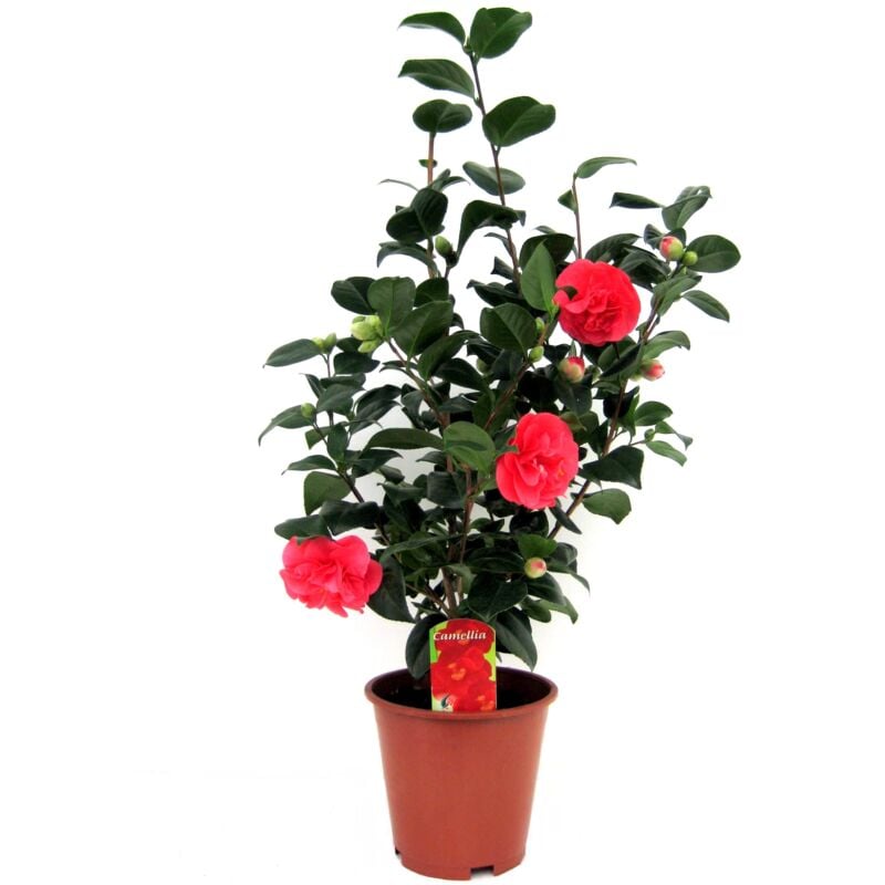 Plant In A Box - Camélia - Camellia japonica 'Lady Campbell' - Hauteur 60-70cm - ⌀19cm