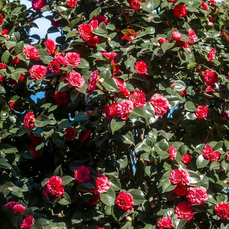 Camélia du Japon à fleurs doubles rouge - Rouge