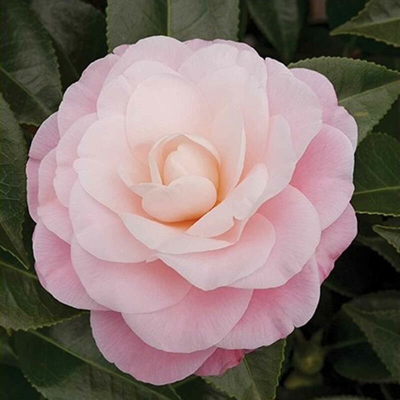 Camélia du Japon Nuccio's Cameo - Rose