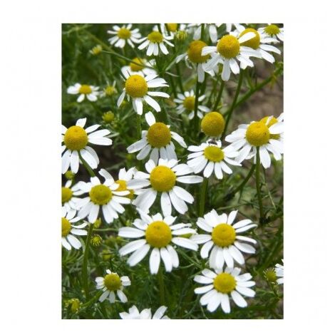 Camomille Allemande (Matrica Chamomilla) - 3g