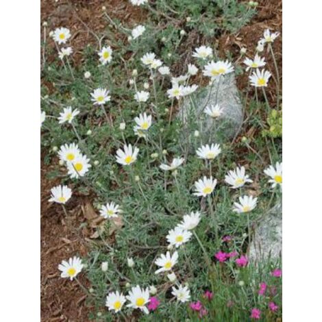 Camomille 'Karpatenschnee' Godet de 8/9 cm