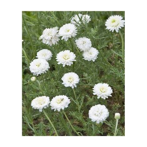 CAMOMILLE - Plants de légumes - LOT DE 2 GODETS