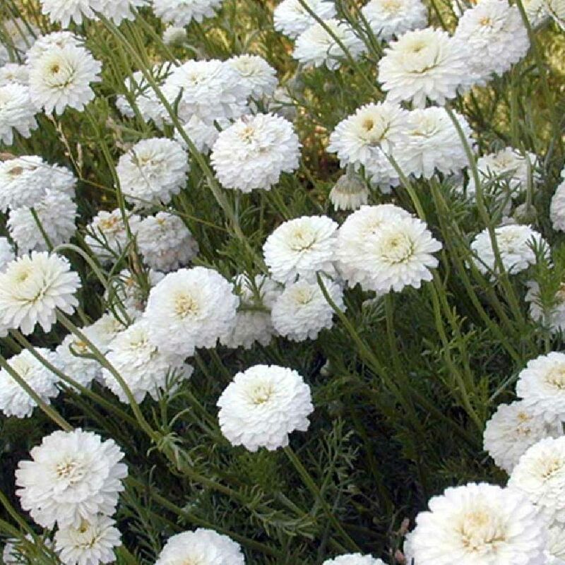 Camomille romaine double | Conditionnement: Lot de 5 godets