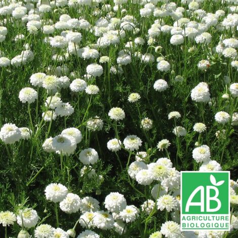 Camomille romaine double BIO