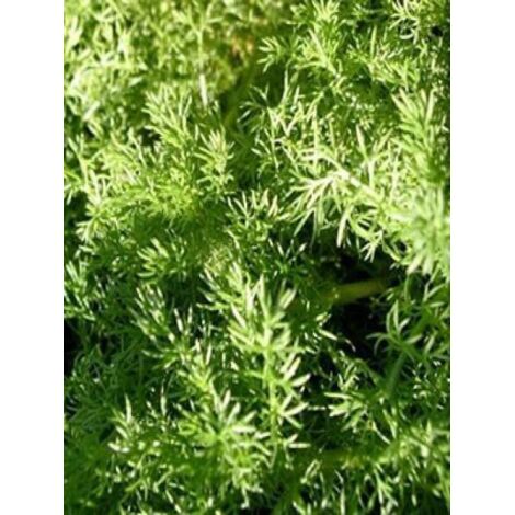 Camomille romaine 'Ligulosa' Godet de 8/9 cm