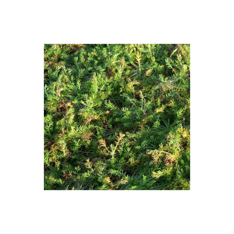 Camomille romaine rampante | Conditionnement: Lot de 5 godets