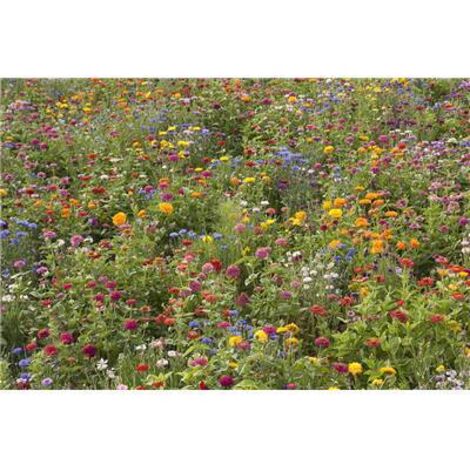 CAMPAGNE EN FLEURS - Graines de fleurs - 10 G