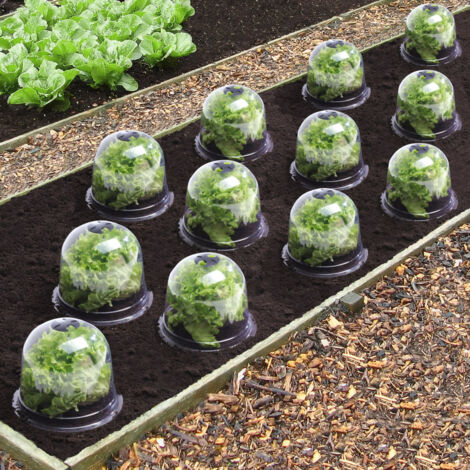 Campana de ensalada x12 invernadero protector para plantas