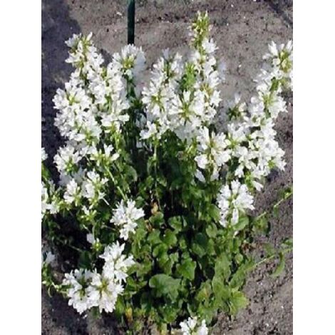Campanule à bouquets 'Alba' Pot de 2L/3L