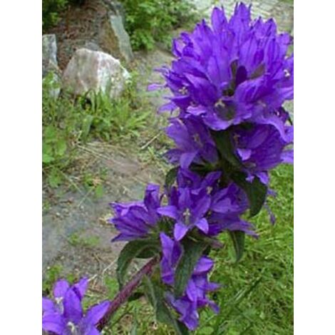 Campanule à bouquets 'Joan Elliott' Godet de 8/9 cm