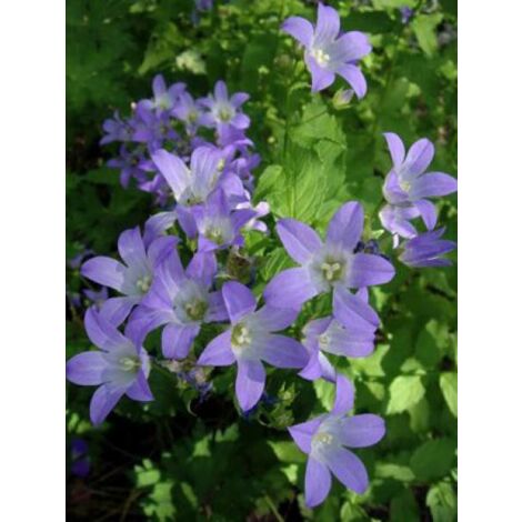 Campanule à fleurs laiteuses Godet de 8/9 cm