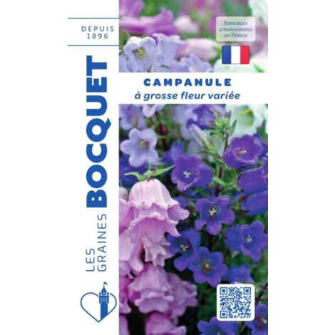Campanule à grosse fleur variée - 0,5g