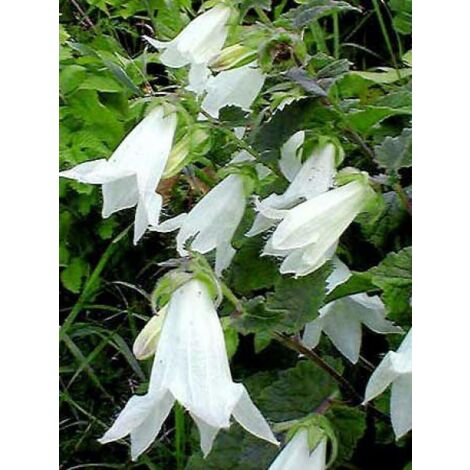 Campanule aliariifolia Godet de 8/9 cm