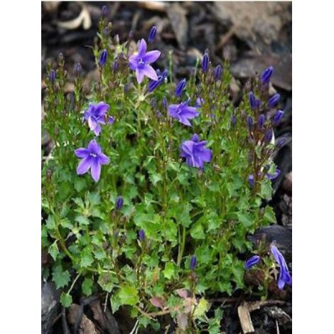 Campanule des murailles Pot de 2L/3L