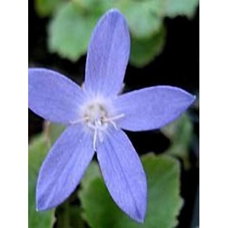 Campanule des murets 'Trollkind' Godet de 8/9 cm