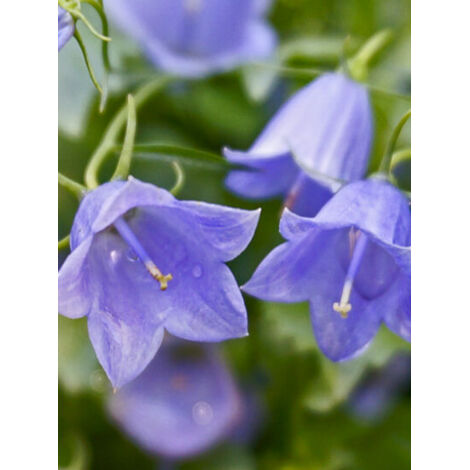 Campanule fluette 'Bavaria Blue' Godet de 8/9 cm